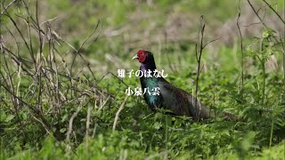 雉子のはなし　小泉八雲　田部隆次訳　朗読