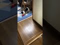 最近うるるがレーザーポインター遊びにはまってる　前編　 shorts cat かわいい 猫のいる暮らし cute ペット