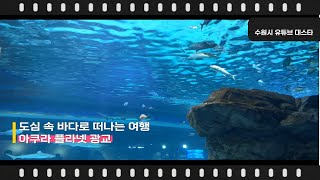 아쿠아 플라넷 광교 - 도심 속 바다로 떠나는 여행