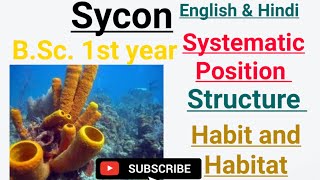 || Sycon || Systematic position || Structure || Habit and Habitat ||