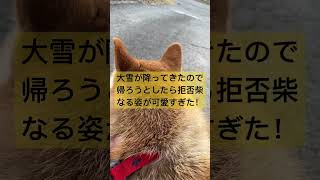 【柴犬あるある】大雪でテンションMAX！帰宅を拒否する妹が可愛すぎたww