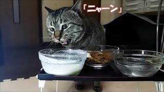 保護14日目。食事中もおしゃべりしてくれる猫が可愛い