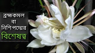 এই বিশেষ ব্রহ্মকমল / নিশি পদ্ম ফুটলো আমাদের বাড়িতে। lucky plant brahma kamal.