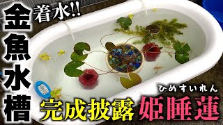 完成披露!! 姫睡蓮がベビーバス金魚水槽に華麗なる入城