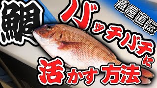 【重要】鯛を美味しく食べるテクニック～魚屋～