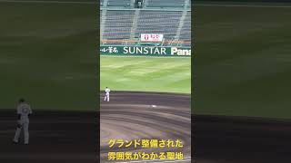 阪神園芸の神整備🏟️グランド整備された聖地の雰囲気 #阪神甲子園球場 #enjyoy_koshin #hanshin #tigers