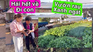 Sáng Sớm Cùng Mẹ Ra Thăm Vườn Rau Xanh Ngát. Cảnh Yên Bình Ở Nông Thông Hàn Quốc