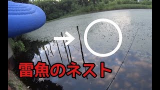 外道YATAROU  雷魚のネスト打ち!!