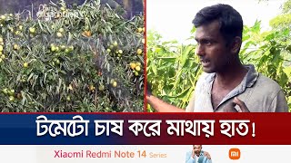 টমেটোর বাম্পার ফলন, দামে হতাশ কৃষক | Gopalganj Tomato Price Drop | Jamuna TV