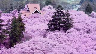 高遠恋桜