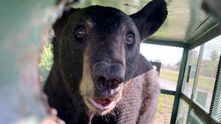 Bear Captured at Florida Airport