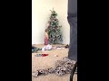 toddler staring at christmas tree gives creepy smile when mom calls him 1162377