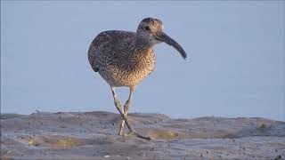 中杓鷸  Whimbrel  チュウシャクシギ  18 Nov, 2020