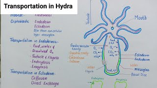 Transportation in hydra | Hydra | transportation in animals