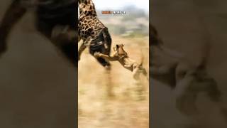 Giraffe vs Lion: The STRANGEST Survival Story