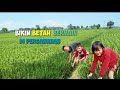 Bermain di sawah ketika libur sekolah