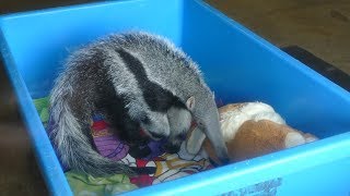 2019.5.26 Giant Anteater　オオアリクイ　赤ちゃん(3ヵ月,オス)　（日本平動物園）