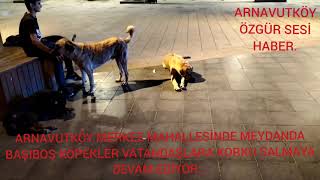 ARNAVUTKÖY MERKEZ MAHALLESİ MEYDANDA BAŞIBOŞ KÖPEKLER VATANDAŞLARA KORKU SALMAYA DEVAM EDİYOR.