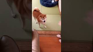 柴犬福 おばあさんに強気な柴犬😂Grandma and Shiba🤣#shorts #shibainu #tiktok #柴犬 #perro #시바견 #funny #meme #dog