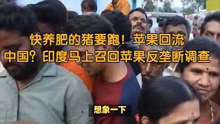 快养肥的猪要跑！苹果回流中国？印度马上召回苹果反垄断调查