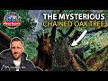 The Mysterious Chained Oak Tree - The Legend of Hex