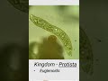 kingdom protista euglenoids