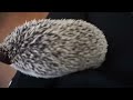 how to tame your hedgehog making your hedgie love you