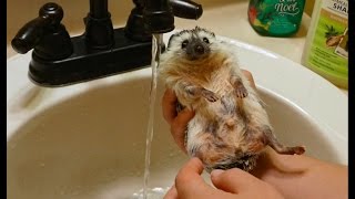How to Tame Your Hedgehog - Making Your Hedgie Love you