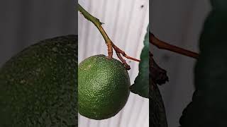 Organic Fruits in my Garden|| আমার গাছের শখের মাল্টা🥰