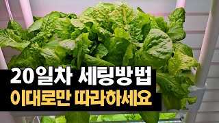 4단 수경재배기 / 스마트팜 / 20일차 세팅 방법 / 하얀곰팡이 제거 방법 / 물 보충