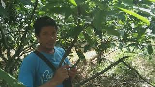 production pruning kahit may bulaklak at malilit na pods pwede ba?