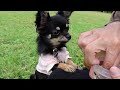 かわいい犬｜ロングコートチワワのウルくん【所沢航空記念公園へ行ってみた！ドッグランあり♪】