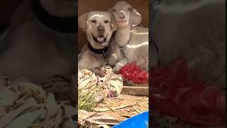 😂funny animal videos that i found for you #44😂