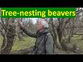 How do beavers survive flooding?