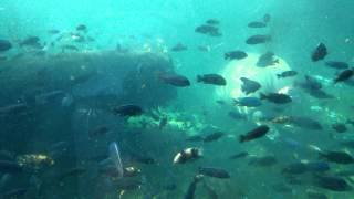 Hippopotamus galloping underwater