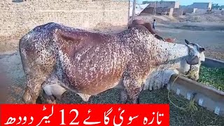 Cholistani Cow for sale on youtube