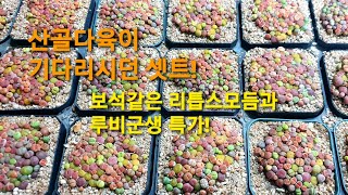 산골다육이셋트! 보석같은 리톱스모둠과 루비군생특가! #리톱스모듬 #루비군생 #창셋트