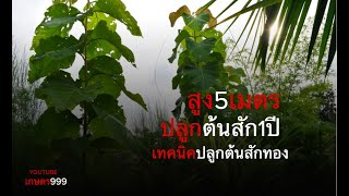 ปลูกต้นสักเทคนิคโตเร็ว1ปีสูง5เมตร