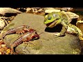 Feeding Frogs LIVE Crawfish! Frog Catch n' Cook