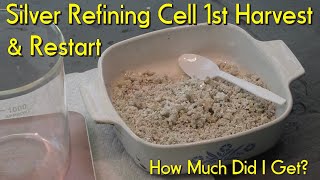 Silver Refining Cell Harvest & Restart #silver #silverbullion #refining #electrolyticcell #glassware