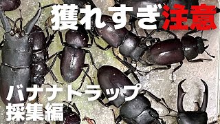 6月でもバナナトラップでカブトムシクワガタムシは獲れるのか