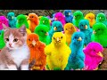 Menangkap ayam lucu, ayam warna warni, ayam rainbow, bebek, angsa, ikan hias, ikan cupan