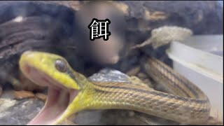 めっちゃ暴れるシマヘビに餌やりw(ボールパイソンにも餌やり)