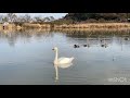 宮城県登米市伊豆沼　渡鳥　白鳥