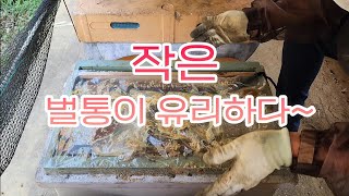 6매 작은 벌통으로 만상으로 건강하게~