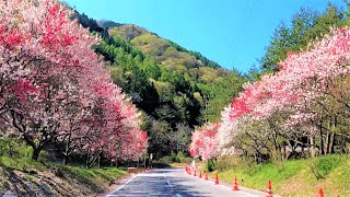 南信州阿智村月川温泉郷　満開、花桃の道