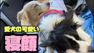 疲れ切った犬の寝顔が可愛すぎる...【ボーダーコリー】