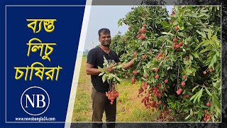 লিচু চাষে ঝুঁকছেন মেহেরপুরের চাষিরা | Lychee | Meherpur