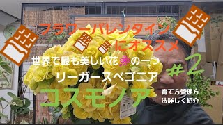 初めてのガーデニング❗世界で最も美しい花🌸の一つ❗ﾘｰｶﾞｰｽベゴニア❗フラワーバレンタイン🍫にオススメ❗コスモノアやストロベリーフィールズ🍓の育て方や管理方法など詳しく紹介しました！#2