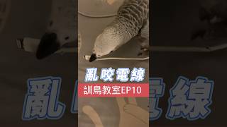 如何讓鸚鵡不亂咬東西？#訓鳥教室#灰鸚鵡#parrot #鸚鵡格格翻牌子